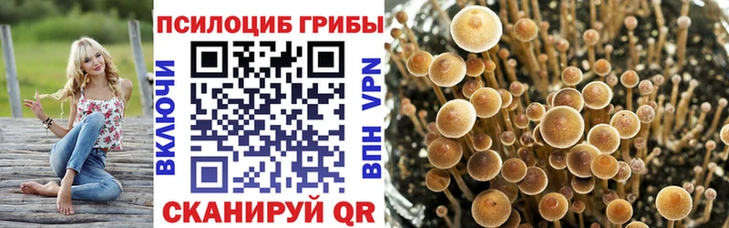Псилоцибиновые грибы Psilocybe  Торопец 